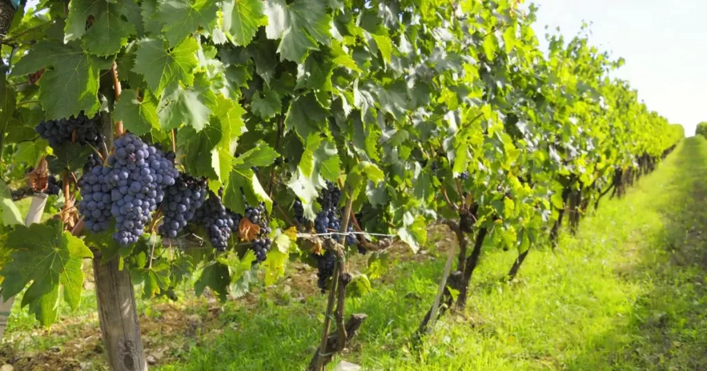 vineyard tours in tuscany