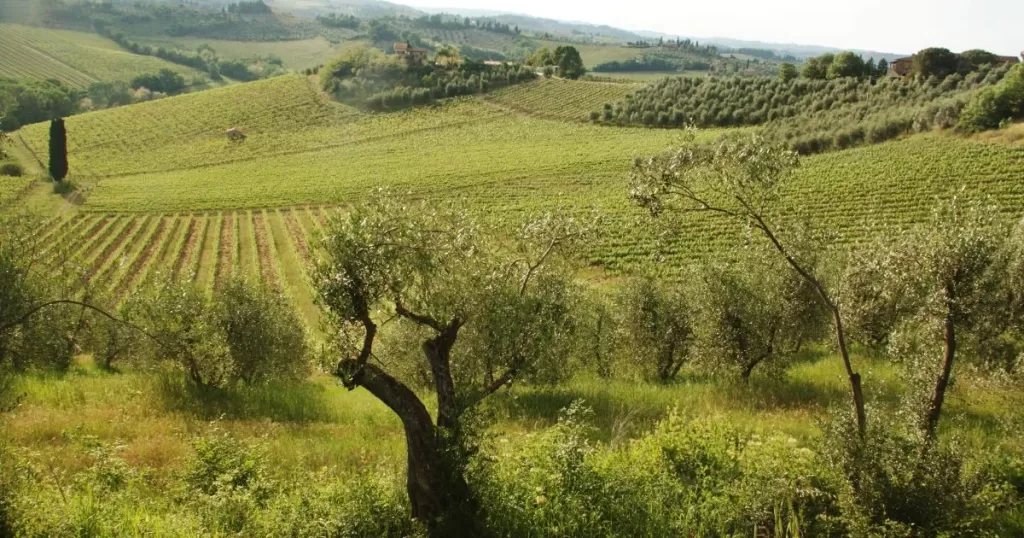 italy vineyards to visit