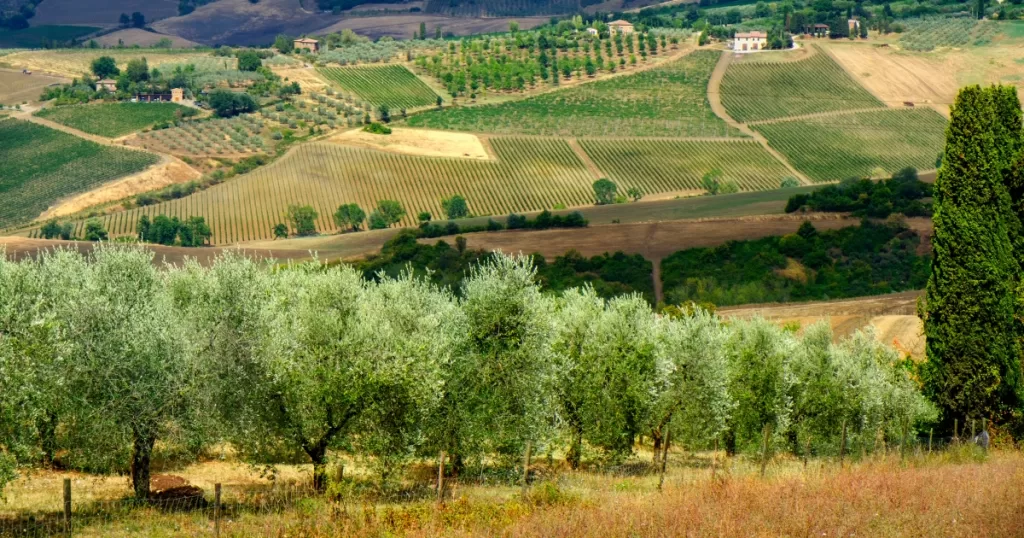 wineries to visit in montepulciano