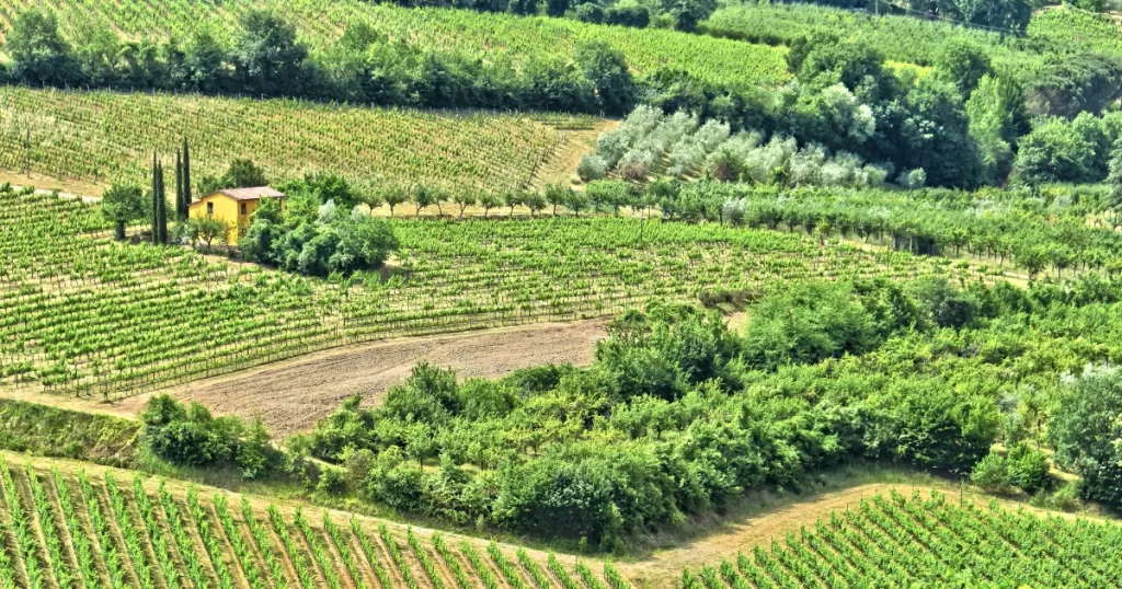 wineries to visit in montepulciano