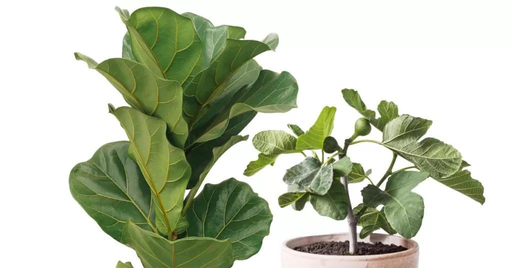 a comparison of a fiddle-leaf fig tree and a fruiting fig tree. This image shows what is the difference between a fiddle leaf fig and a regular fig.