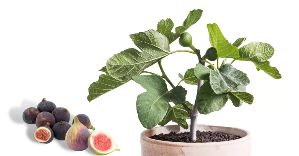 Caring For Your Fig Tree — french fig farm