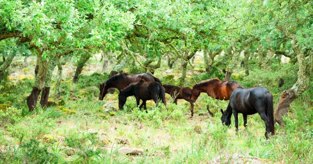 wild horses in Sardinia