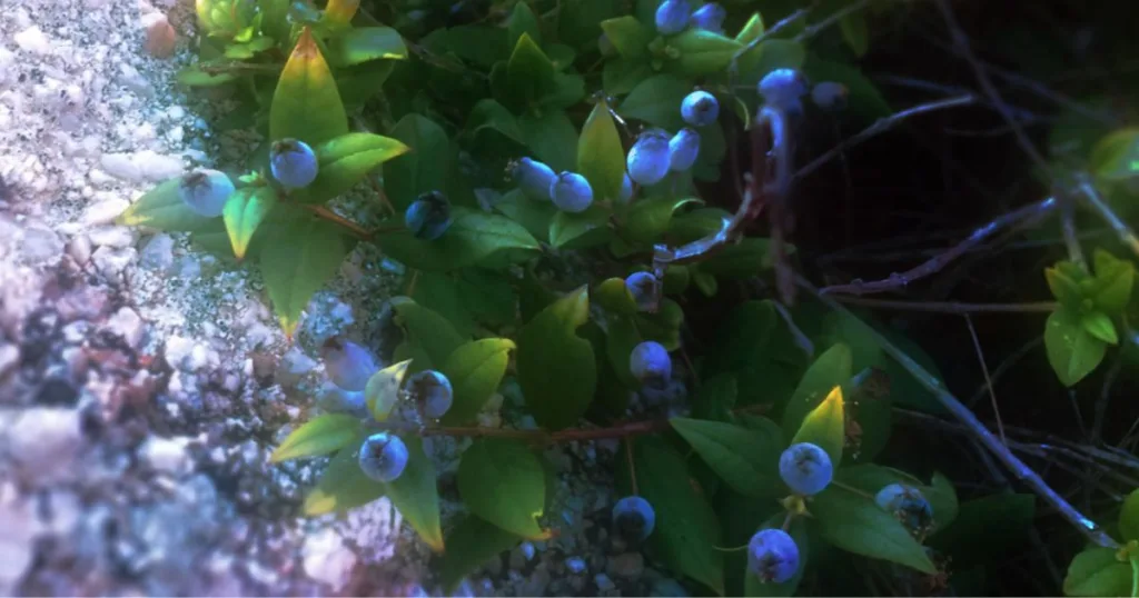 blue Myrtle berries in the Island of Sardinia