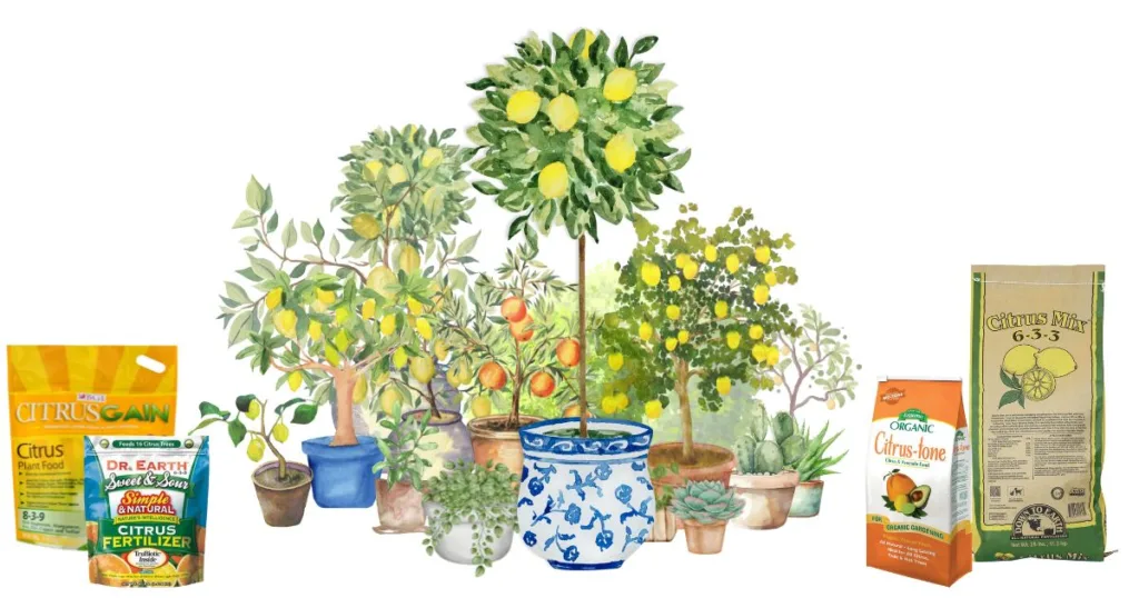 Lemon trees in pots with the best lemon tree fertilizers