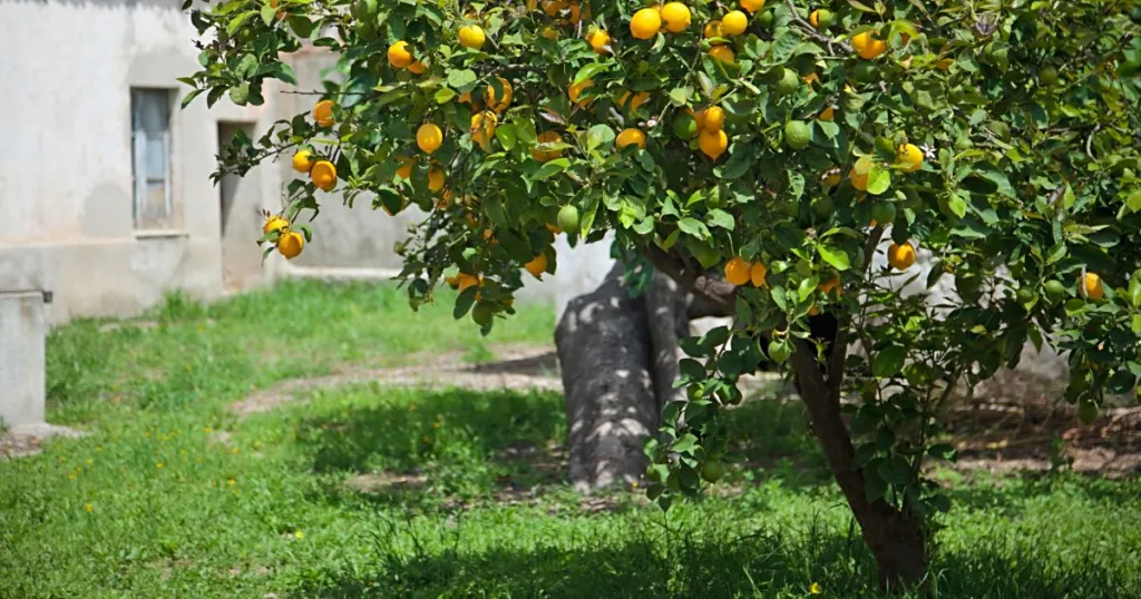 lemon tree planted in the ground in Italy