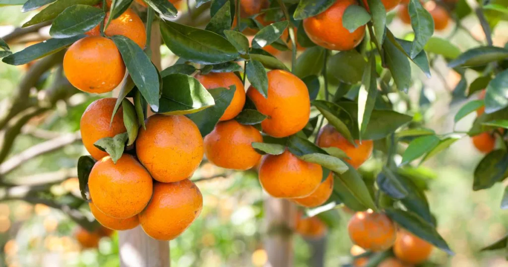Orange tree Manderine tree fertilizer