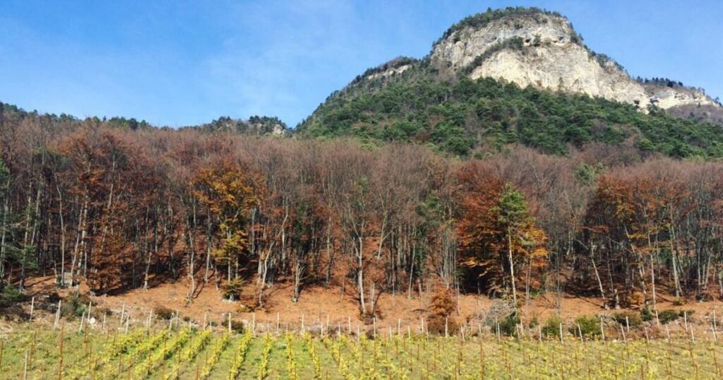 Mezzocorona Italy - Cantina Martinelli vineyard in the fall