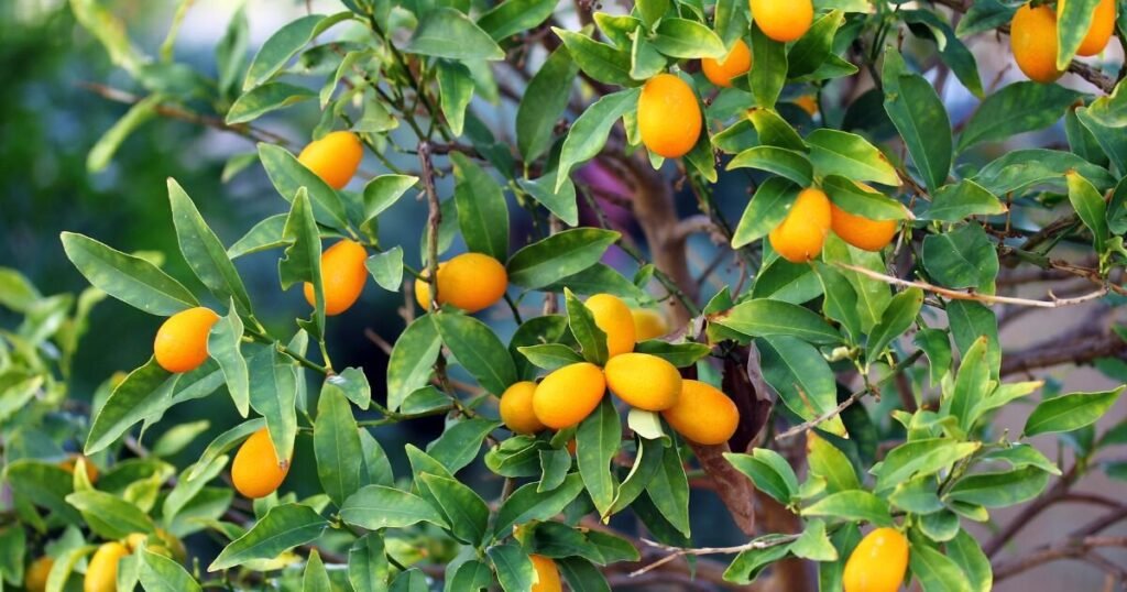 Kumquat Trees