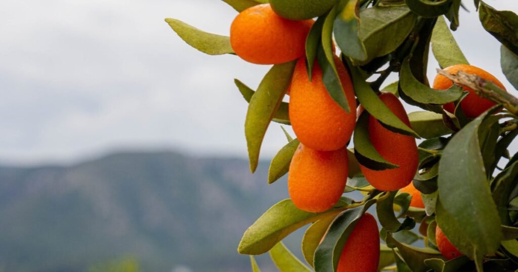 Kumquat Trees