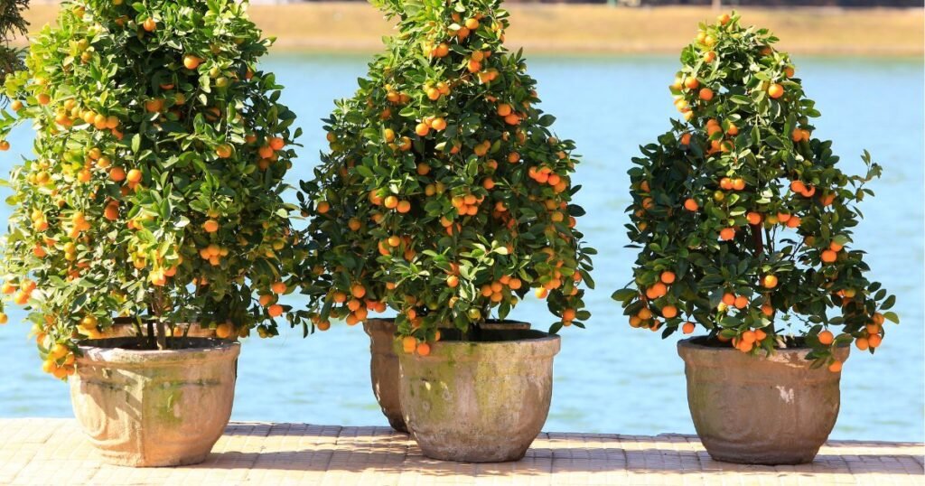 Potted Kumquat Trees