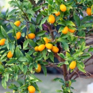 kumquat trees with fruit