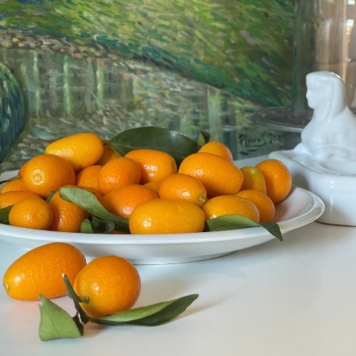 Kumquat Trees